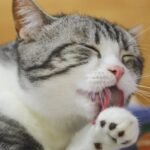 The Way Your Cat Grooms Reveals Their Inner Emotional State