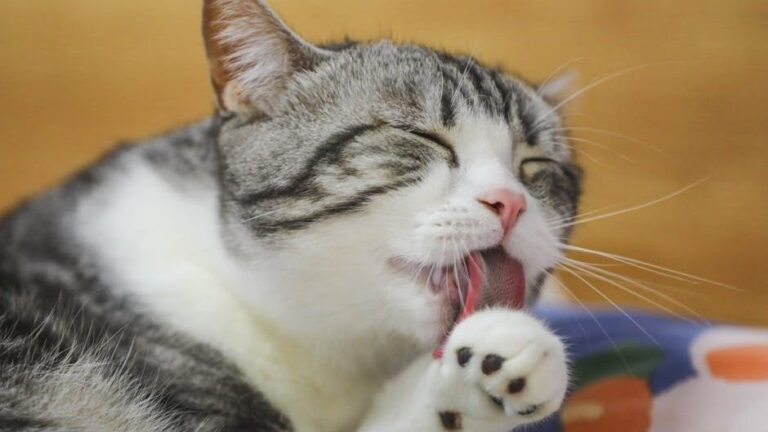 The Way Your Cat Grooms Reveals Their Inner Emotional State