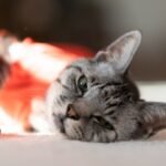 Every Purr Is a Secret Message Your Cat Is Sending You