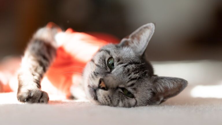 Every Purr Is a Secret Message Your Cat Is Sending You