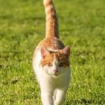 The Secret Language of Your Cat's Tail Wags