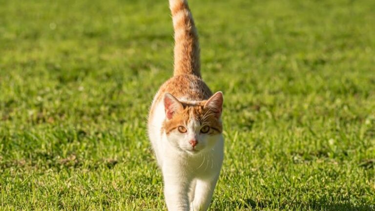 The Secret Language of Your Cat's Tail Wags
