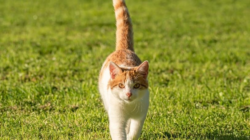 The Secret Language of Your Cat's Tail Wags