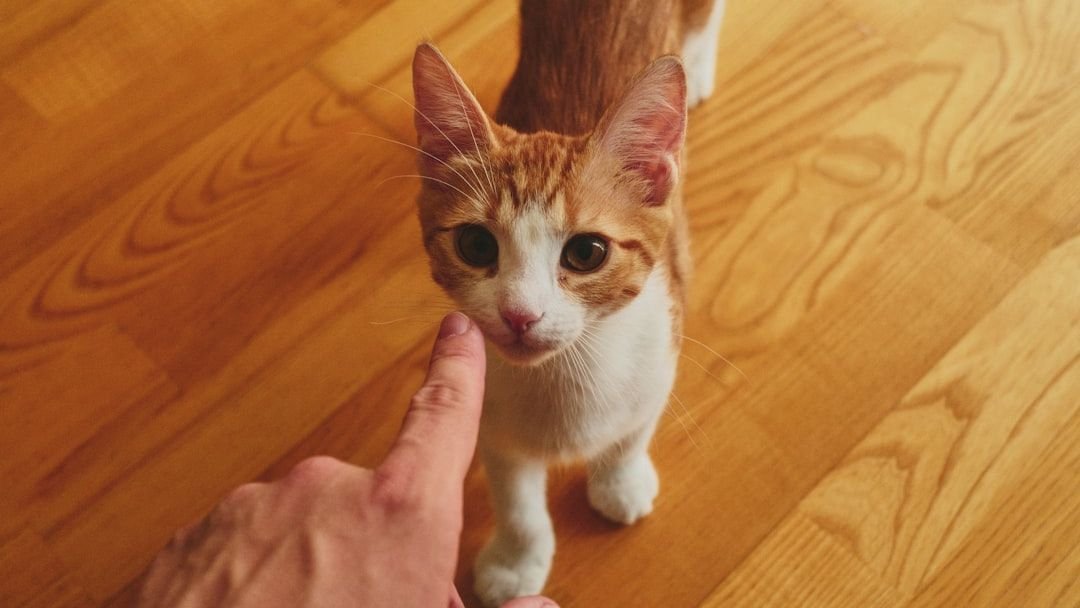 Why Does Your Cat Follow You to Every Room in the House?