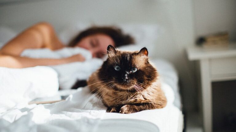 Is Your Cat Really Guarding You While You Sleep?
