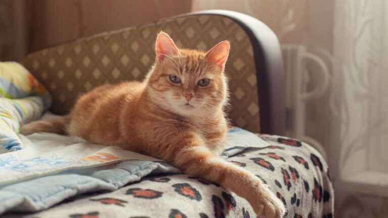 Your Cat's 'Bad' Habits Are Actually Signs of Genius