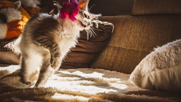 Cats Don't Just Play; They're Practicing Their Ancient Hunter Skills