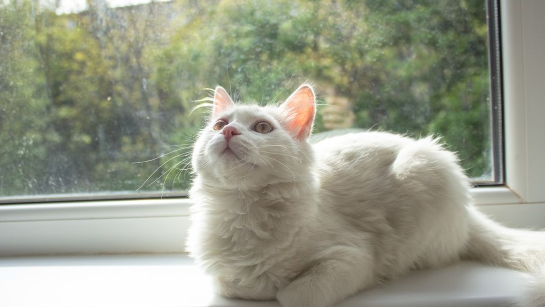 That 'Aloof' Cat Is Actually Sending You Secret Signals of Affection