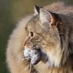 The Reason Your Cat Brings You 'Gifts' Is More Profound Than You Think