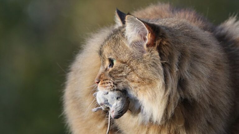 The Reason Your Cat Brings You 'Gifts' Is More Profound Than You Think