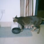 6 Signs Your Cat Is Actually a Very Picky Eater (and How to Help)