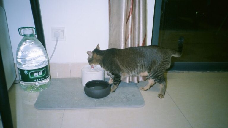 6 Signs Your Cat Is Actually a Very Picky Eater (and How to Help)