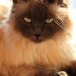 10 Cat Breeds That Are Known for Their Incredible Talking Abilities