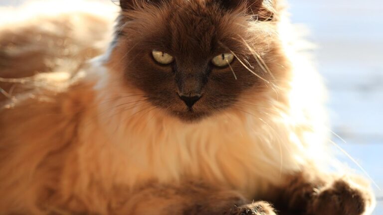 10 Cat Breeds That Are Known for Their Incredible Talking Abilities