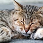 That Strange Cat Nap Is Actually a Masterclass in Energy Conservation