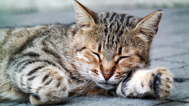 That Strange Cat Nap Is Actually a Masterclass in Energy Conservation