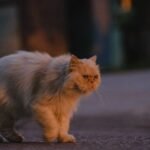 Your Cat's Nighttime Zoomies Are a Natural Way to Burn Off Excess Energy