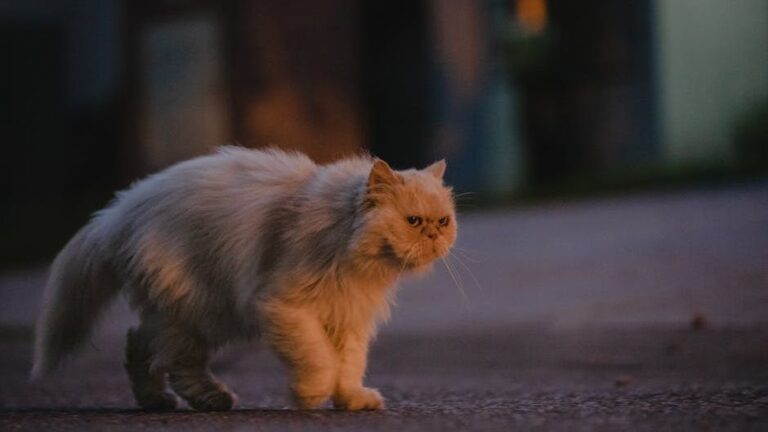Your Cat's Nighttime Zoomies Are a Natural Way to Burn Off Excess Energy