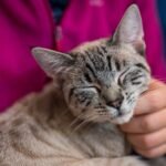 7 Cozy Habits That Show Your Cat Feels Safe and Loved at Home