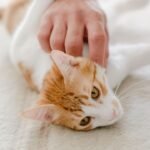 You're Probably Petting Your Cat Wrong: Here's What They Really Love