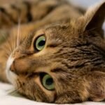10 Surprising Ways Your Cat Secretly Communicates Their Needs to You