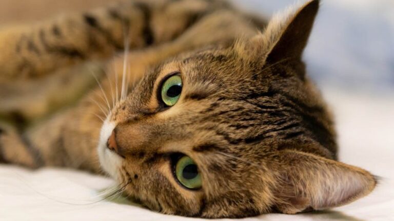 10 Surprising Ways Your Cat Secretly Communicates Their Needs to You