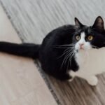 9 Clever Cat Behaviors That Prove They're Always a Step Ahead of Us