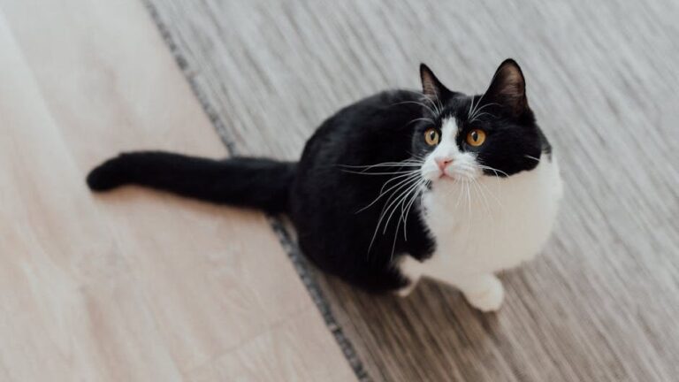 9 Clever Cat Behaviors That Prove They're Always a Step Ahead of Us