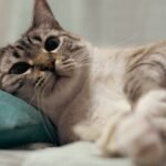 7 Subtle Signs Your Cat Considers Your Home Their Ultimate Sanctuary