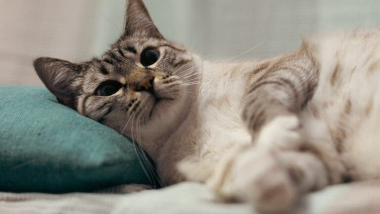 7 Subtle Signs Your Cat Considers Your Home Their Ultimate Sanctuary