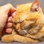 Forget 'Aloof': Your Cat's Quiet Presence Is Their Deepest Form of Connection