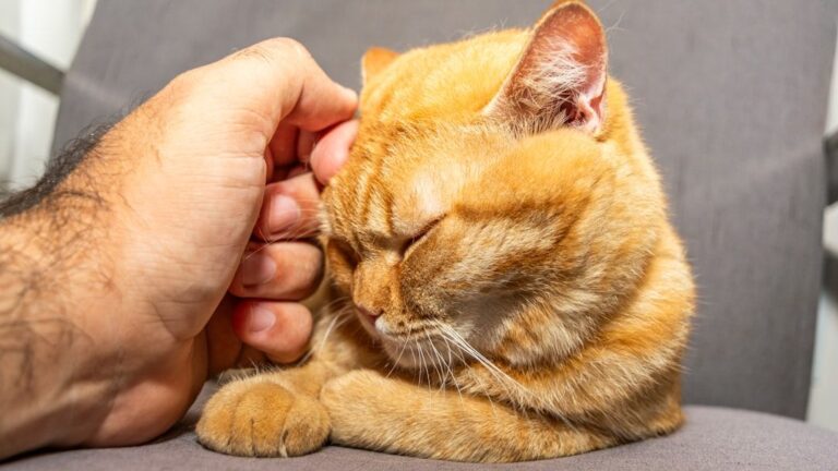 Forget 'Aloof': Your Cat's Quiet Presence Is Their Deepest Form of Connection