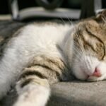 The Truth About Cat Naps: They're Not Laziness, But Strategic Energy Management