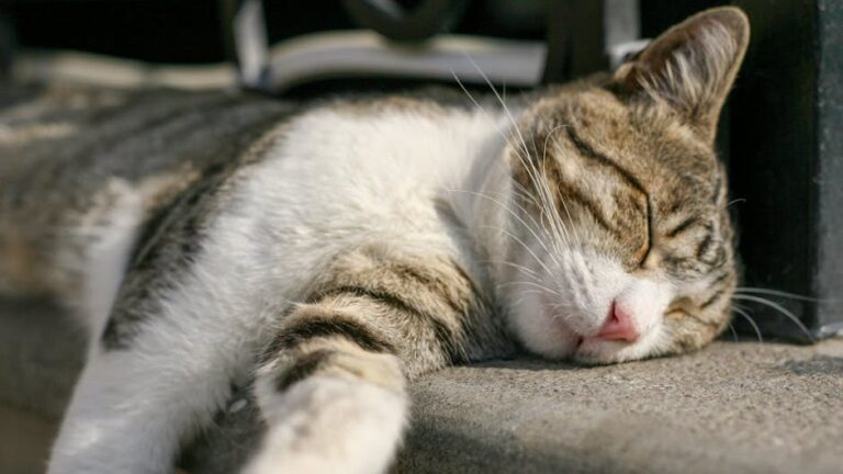 The Truth About Cat Naps: They're Not Laziness, But Strategic Energy Management