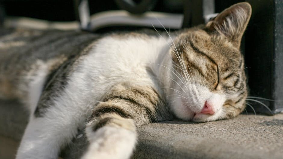 The Truth About Cat Naps: They're Not Laziness, But Strategic Energy Management