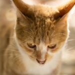 That 'Mysterious' Cat Stare? It's Often a Quiet Invitation for Interaction