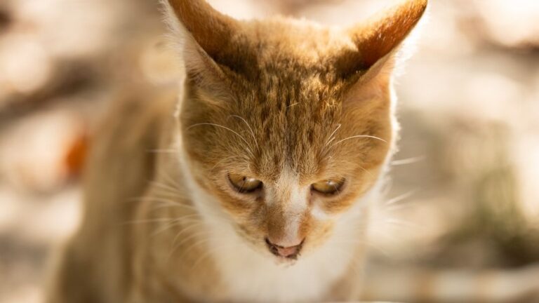 That 'Mysterious' Cat Stare? It's Often a Quiet Invitation for Interaction