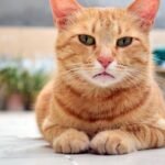 Your Cat Isn't Ignoring You; They're Simply Practicing Feline Mindfulness