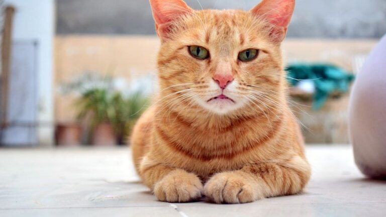 Your Cat Isn't Ignoring You; They're Simply Practicing Feline Mindfulness