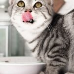 The 'Picky Eater' Label Is Unfair: Your Cat Is a Highly Discriminating Connoisseur