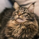 The Zodiac Signs That Bond Best With a Maine Coon Cat