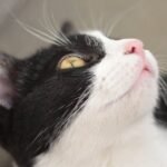 Is Your Cat's Purr More Than Just a Sign of Happiness?