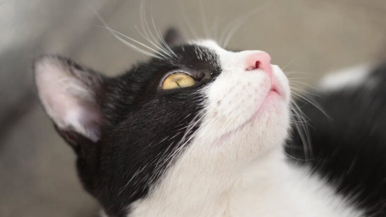 Is Your Cat's Purr More Than Just a Sign of Happiness?