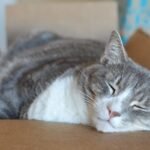 Why Do Some Cats Prefer to Sleep in the Oddest Places?