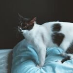 7 Ancient Feline Instincts Your Housecat Still Relies On Daily