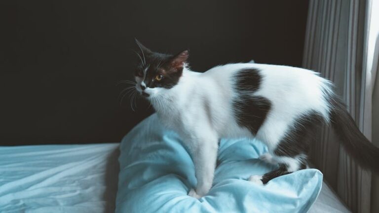 7 Ancient Feline Instincts Your Housecat Still Relies On Daily