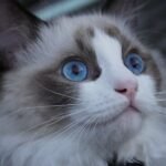 The Cat Breeds That Would Bond Best With a Virgo