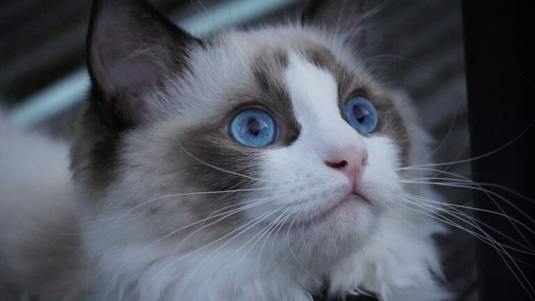 The Cat Breeds That Would Bond Best With a Virgo
