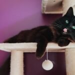 8 Unsung Heroes of Feline Comfort: Things Your Cat Can't Live Without