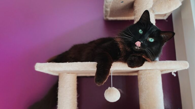 8 Unsung Heroes of Feline Comfort: Things Your Cat Can't Live Without